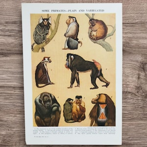 Pair of Antique 1906 Natural History Animals Mammals Book Print