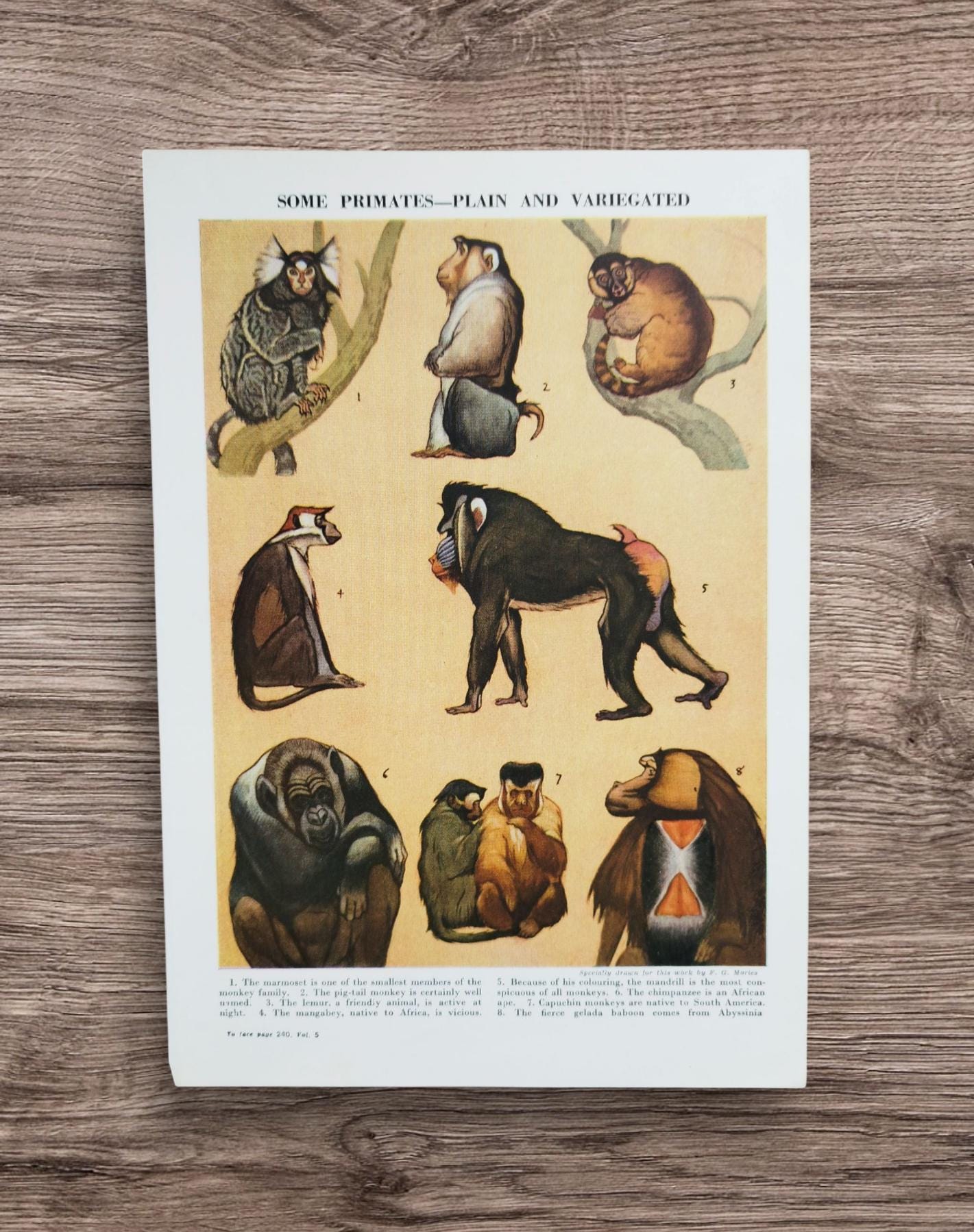 Original Vintage 1950s Primates Monkeys Apes Animal Book Print