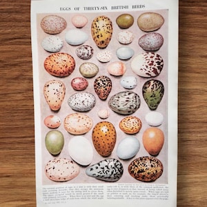 Könnte beinhalten: Ein Vintage-Druck mit dem Titel "Eier von sechsunddreißig britischen Vögeln", der eine Sammlung verschiedener Vogeleier zeigt. Die Eier variieren in Größe, Form und Farbe, mit gesprenkelten Mustern und einfarbigen Farbtönen. Der Druck ist auf weißem Papier.