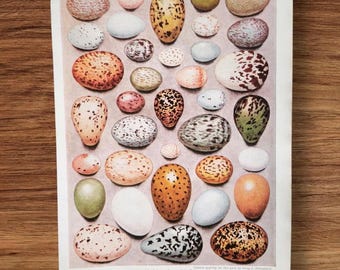 Mistle Thrush #1 Replica Bird Egg - Etsy UK