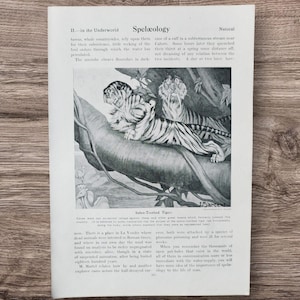 Illustrazione del libro antico del 1915 "La tigre dai denti a sciabola Smilodon" di Lloyd Sargent, Predatori preistorici, Tigri, Gatti estinti
