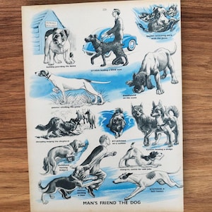 Original 1950s Vintage Man's Best Friend The Dog Book Print Picture Lithograph , Working and Pet Dogs Wall Art Gift , Police and Guide Dogs
