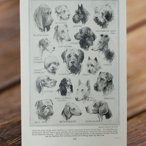 Original Vintage 1930s Dogs Great and Small Book Page Illustration Print , Breeds of dog Picture Mastiff Cocker Spaniel Foxhound Greyhound