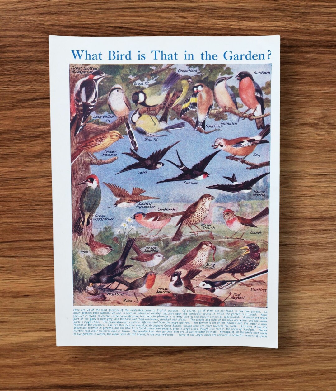 Genuine Vintage British Garden Birds Book Print Picture Lithograph ...