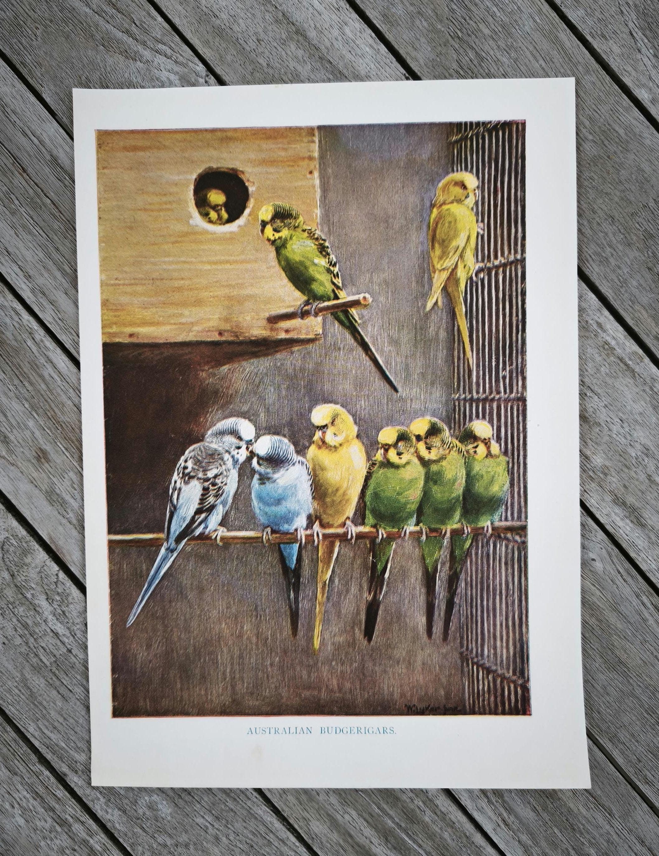 1920 年代のオリジナルアンティークセキセイインコの鳥小屋の本の