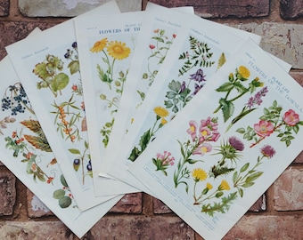 British Wild Flowers Vintage 1950s Book Print Pictures - Downland Heath Cornfield Flower Plants Nuts Fruits Botanical Wall Art Illustrations
