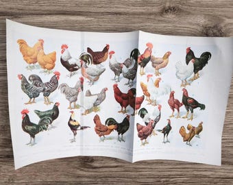 May include: A vintage print featuring various breeds of chickens and roosters. The illustrations showcase a variety of colors, including brown, black, white, and red. The print is displayed on a white paper with a wooden background.