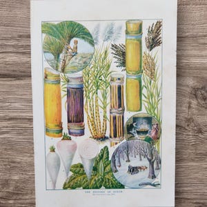 Antike Zuckerpflanze Botanische Druck: Lithographie-Illustration von 1907