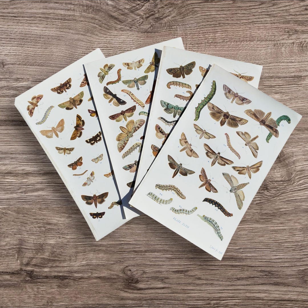 Set of 4 Genuine Antique British Moths Book Print Picture ...