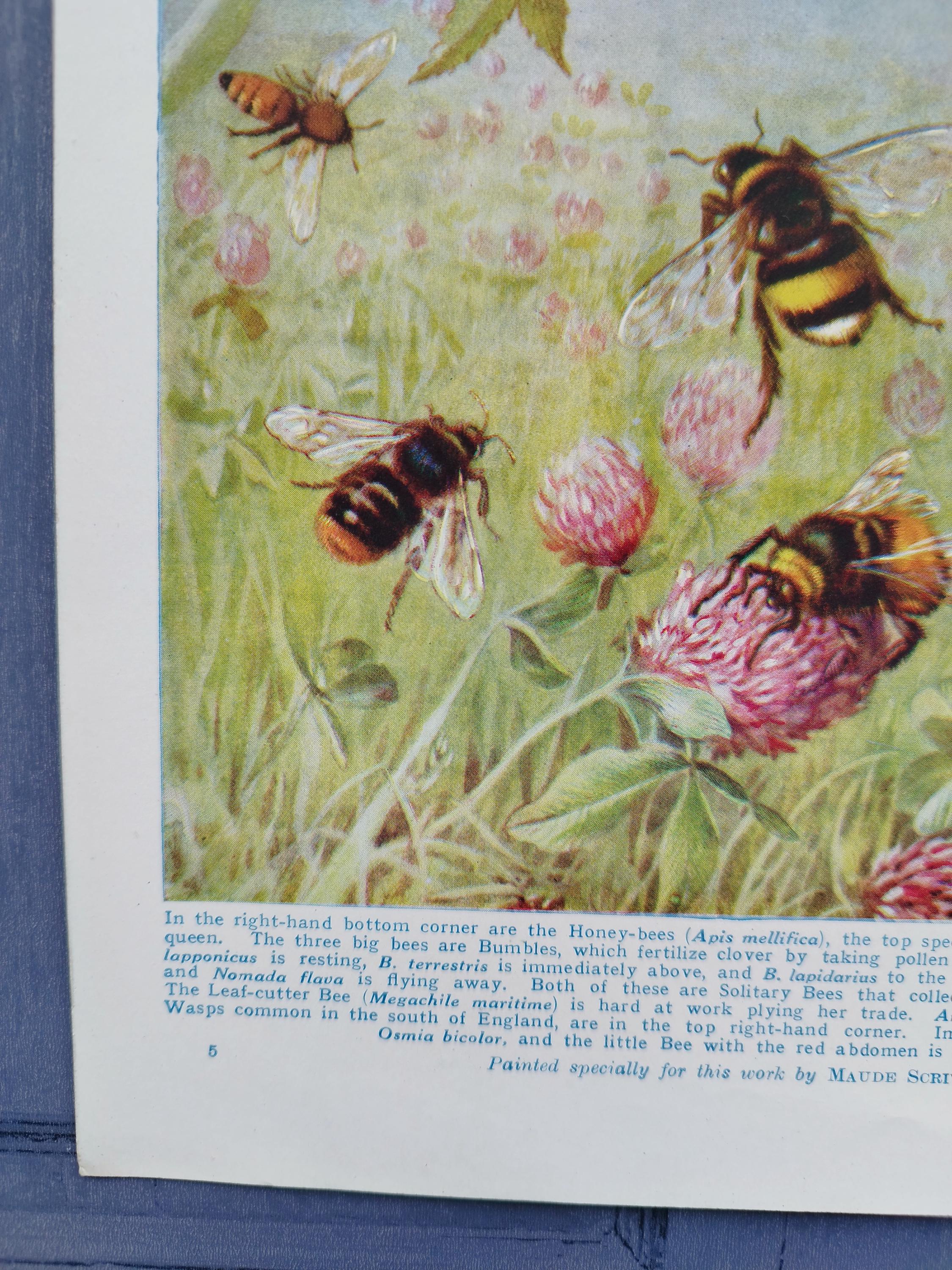 Vintage 1950s Bee Print Book Picture Lithograph : Honey Bees , Wasps ...