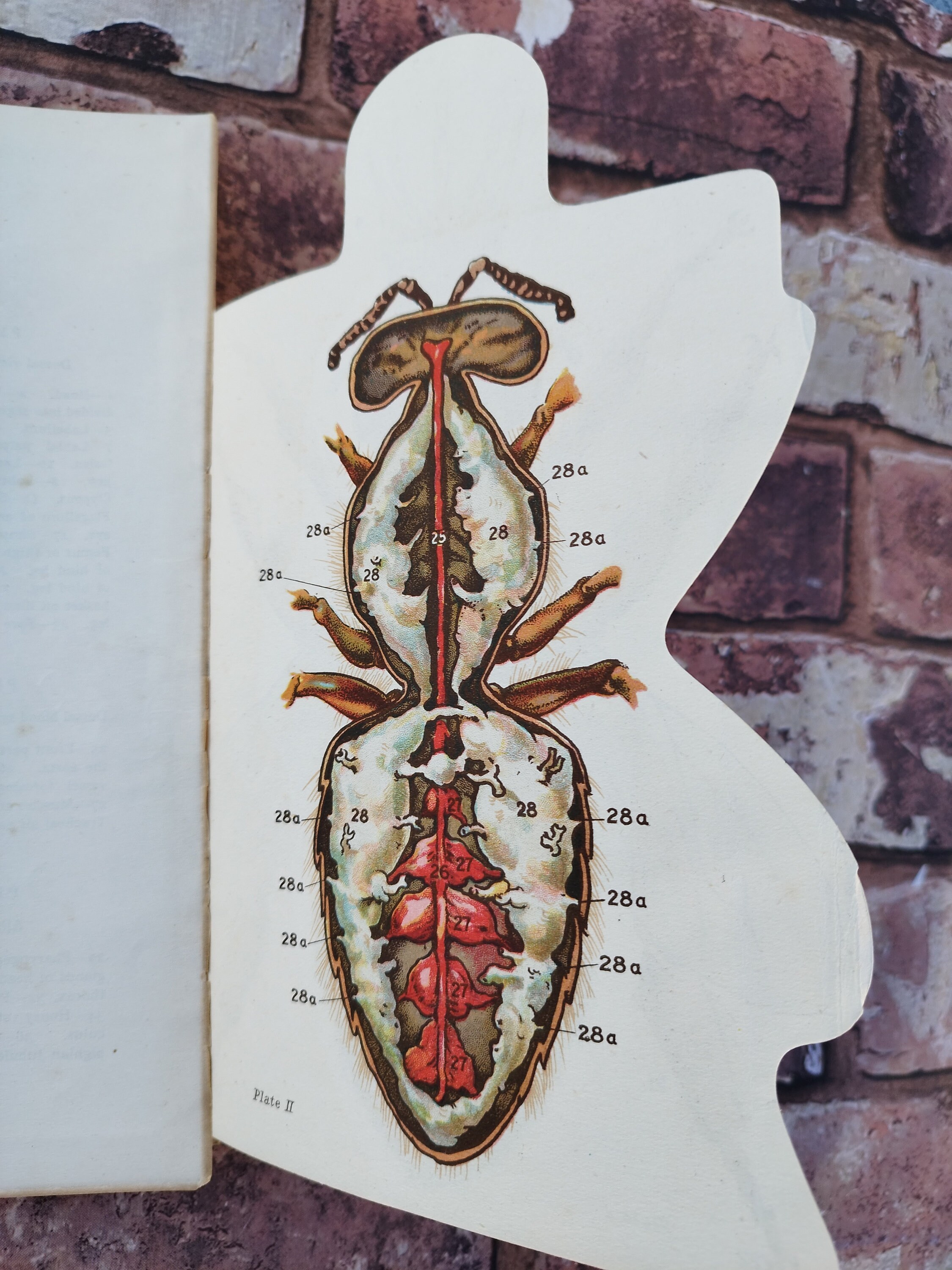 The Worker Bee Body Parts Dissection Lithograph Print - Etsy