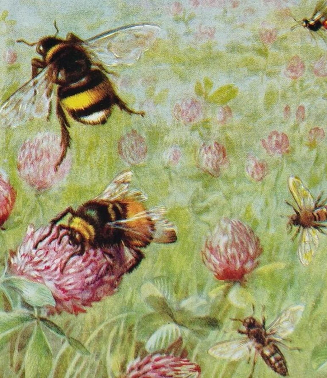 Vintage 1950s Bee Print Book Picture Lithograph : Honey Bees , Wasps ...
