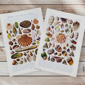 May include: Two vintage pages from a book featuring colorful illustrations of various seashells. One page is titled "British and Foreign Shells," and the other is from the "Children's Encyclopedia." The shells are in shades of brown, green, yellow, and white.