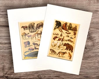 Antique Print of Mammals - Elephants - Lions - Tigers - Apes