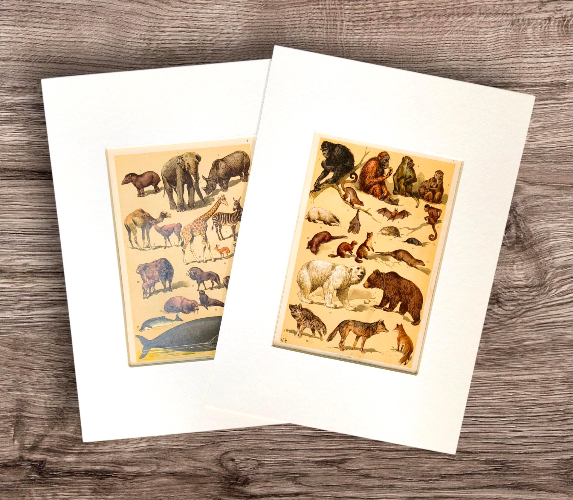 Pair of Antique 1906 Natural History Animals Mammals Book Print