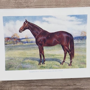 Original Antique 1906 Thoroughbred Stallion Horse St. Simon Book Page Illustration Lithograph Horses Stallions Animals paper print wall art