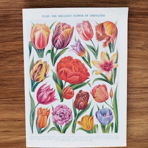 Lithographie originale de livre de têtes de fleur de tulipe des années 1930, impression de lithographie de photo, tulipes panachées parfumées simples, art de mur botanique de fleurs de ressort