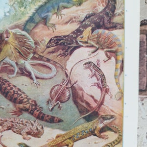 Vintage 1930s Lizards Book Print Picture , Exotic Reptiles Lovers Wall Art Gift , Iguanas , Flying Dragon , Chameleons , Lizard , Monitors image 7