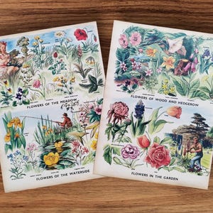 Paar echte Vintage 1950er Jahre Kinderblumen der britischen Landschaft und Garten Buchdruck Bild Lithographien Wandkunst, Wild Flower