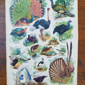 Libro originale degli anni '50 con stampe di uccelli che nidificano a terra in tutto il mondo, immagine dell'enciclopedia, decorazione da parete con uccelli, regalo di ornitologia