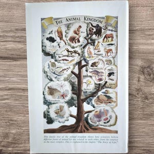 May include: A rectangular educational print titled The Animal Kingdom featuring a central tree structure with various animal groups illustrated in branches, including birds, reptiles, mammals, and insects, with descriptive text at the bottom.