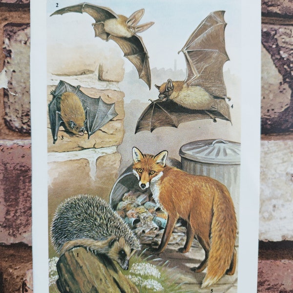 Vintage 1960er Jahre Urban Red Fox Igel Fledermaus Bilddruck, Natur Buch Illustration Wandkunst, Pipistrelle und Serotin Fledermäuse Geschenk