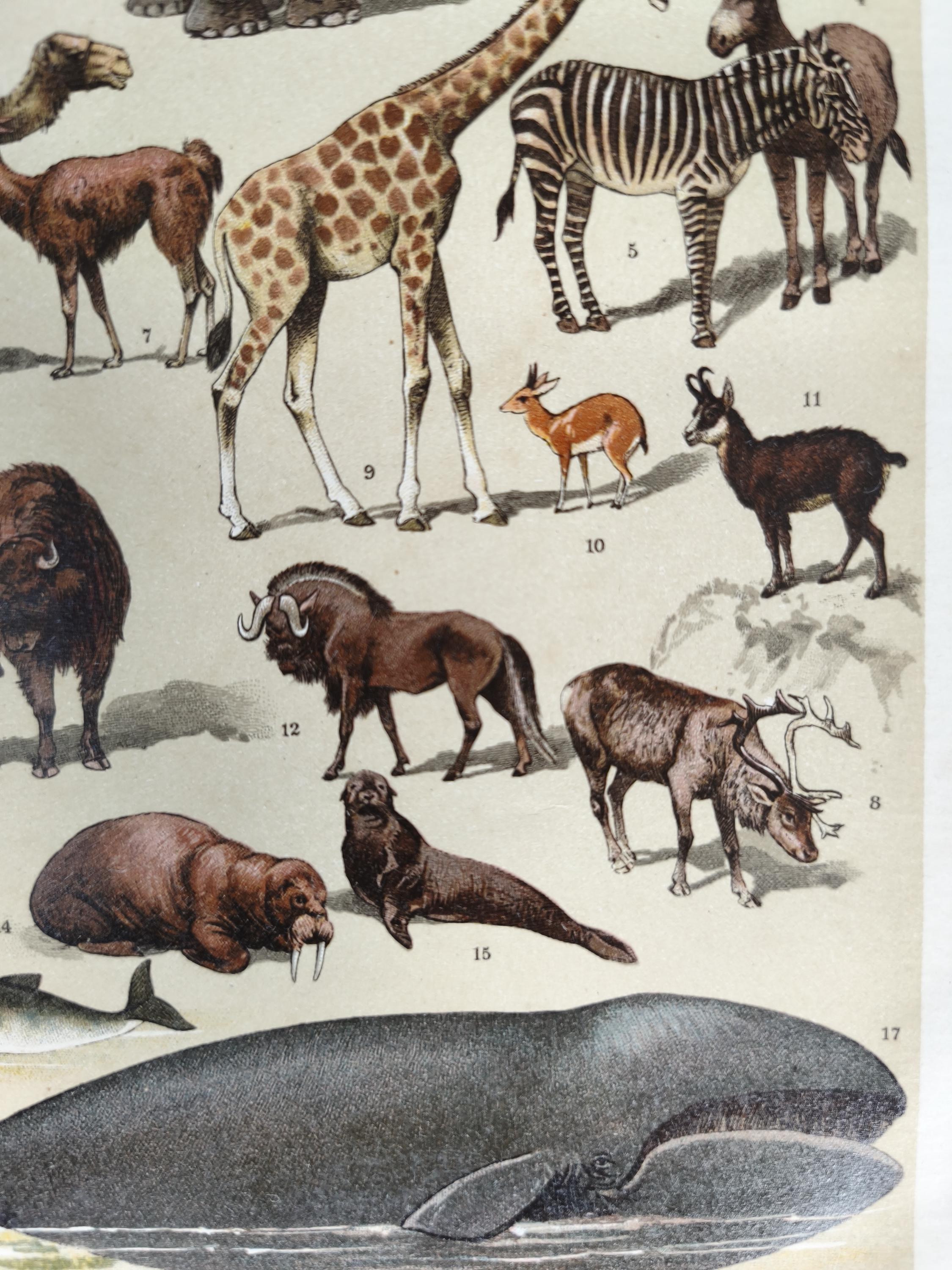 Pair of Antique 1906 Natural History Animals Mammals Book Print