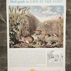 May include: Vintage print advertisement titled "Shell guide to LIFE IN THE CORN." The illustration depicts a rural scene with rabbits, birds, and wildflowers in a wheat field. The Shell logo is at the bottom.