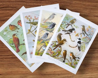 Vintage 1960er Jahre Little British Garden Birds Buchdruckbilder , Fliegenfänger, Gartenrotschwanz , Grassänger , Rotkehlchen , Nachtigall , Braunkehlchen Vogel Art