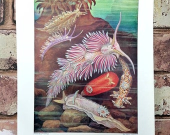 Antique Sea Slugs 1920s Book Print Picture , Varieties of Marine Slug paper illustration , Marine Invertebrates Gastropods Mollusc Wall Art