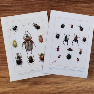 Puede incluir: Dos grabados vintage de insectos con ilustraciones detalladas de varios escarabajos en tonos negros, verdes, rojos y marrones. Los grabados están sobre papel envejecido con un borde rojo, sobre un fondo de madera.
