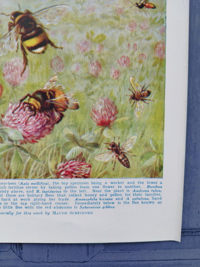 Vintage 1950s Bee Print Book Picture Lithograph : Honey Bees , Wasps ...