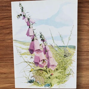Stampa autentica di un libro vintage degli anni '50 con un fiore di digitale rosa e un'ape, realizzata da Neave Parker, campagna britannica con prato fiorito e coccinella