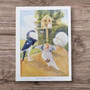 Antique Pigeon & Dove Lithograph: 1920s Book Plate Print