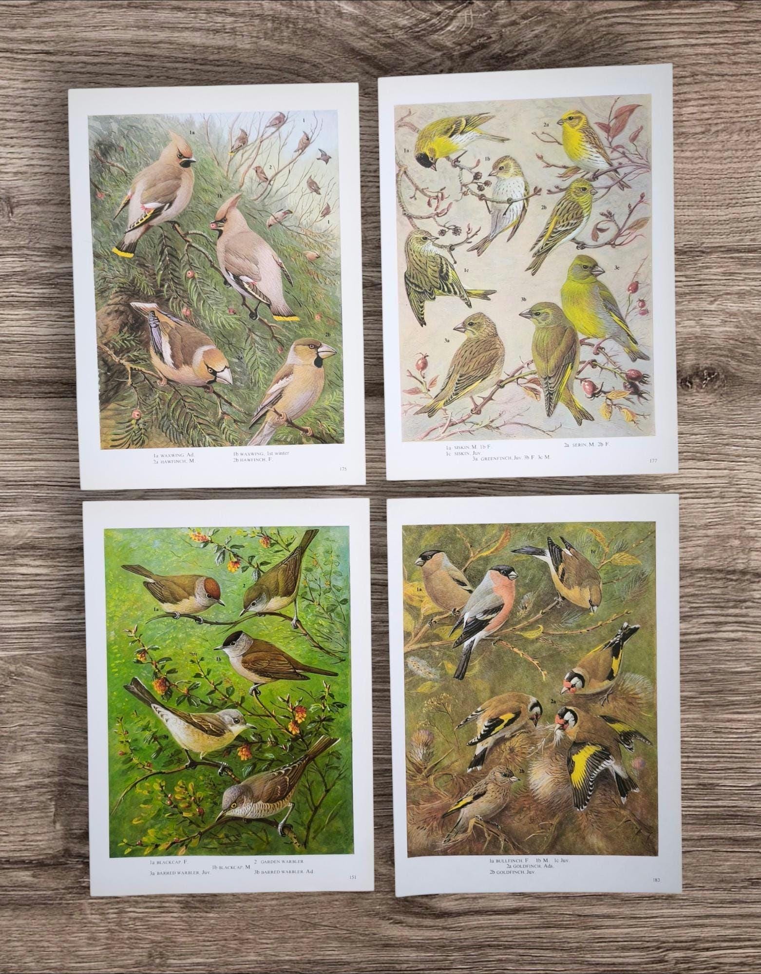 Vintage 1960s Little British Garden Birds Book Print Pictures