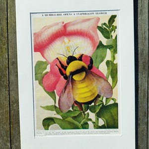 1950s Honey Bee Snapdragon Print: Vintage Book Illustration in A4 Mount