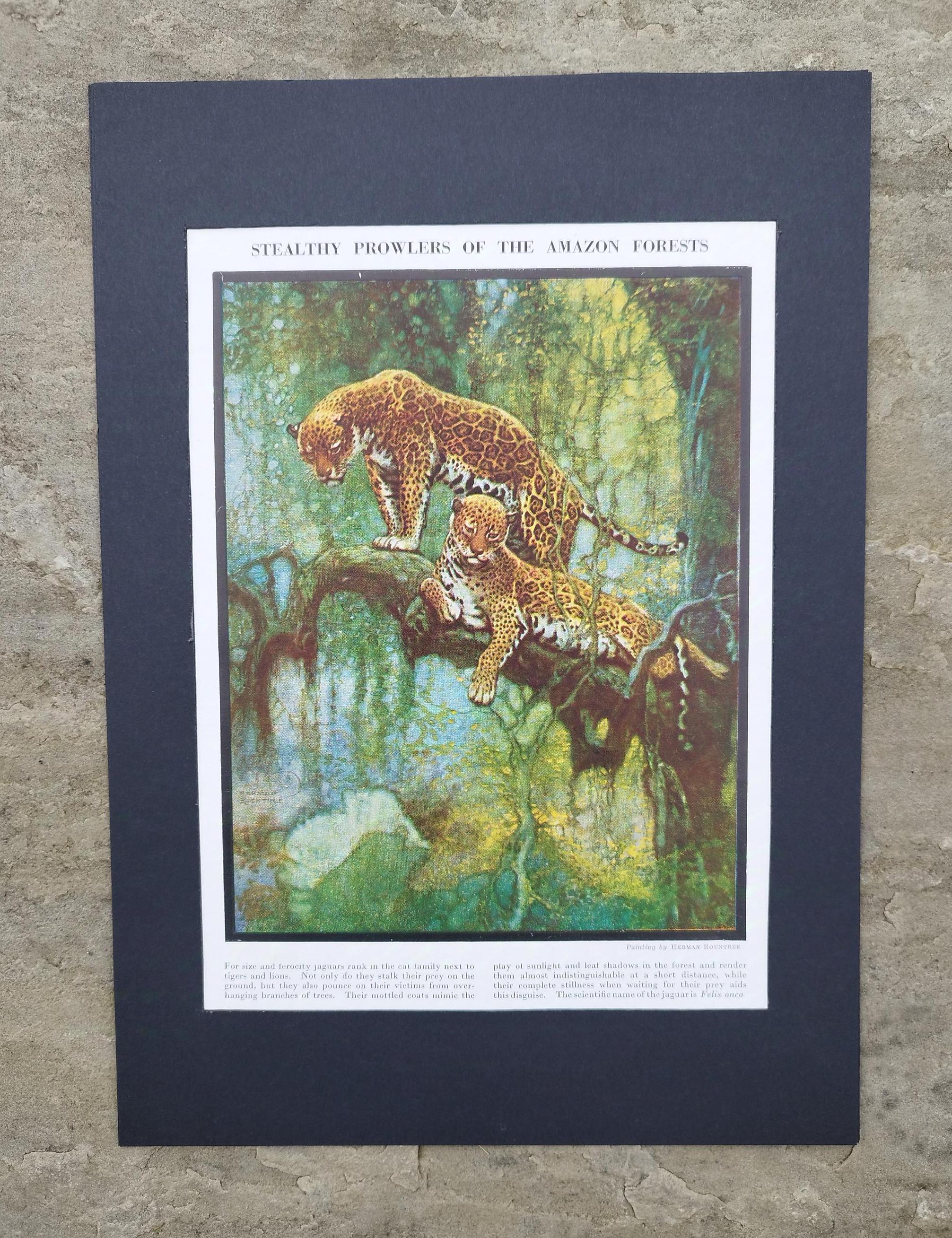 アンティーク　絵画　自然　山　木 本物のヴィンテージ 1950 年代の絵画。アマゾンの森の木の枝に