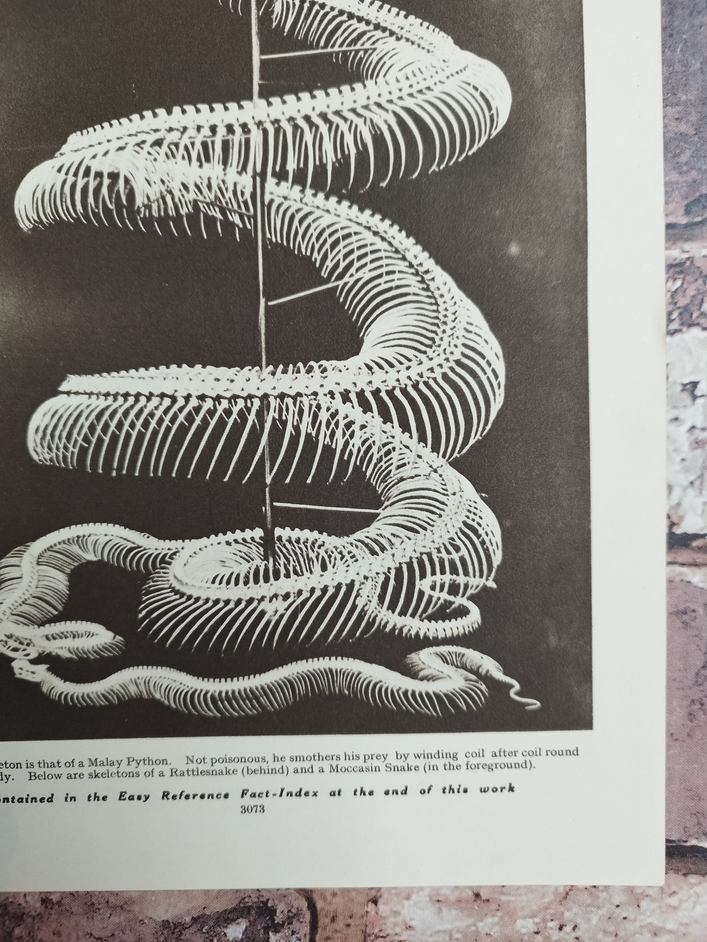 Original 1930s Malay Python Snake Skeleton Book Print Picture , Snakes ...