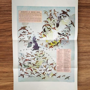 May include: A vintage-style educational print titled Migration of British Birds, featuring a map of the British Isles with numerous numbered illustrations of various bird species in flight, accompanied by text boxes detailing spring and autumn arrivals.