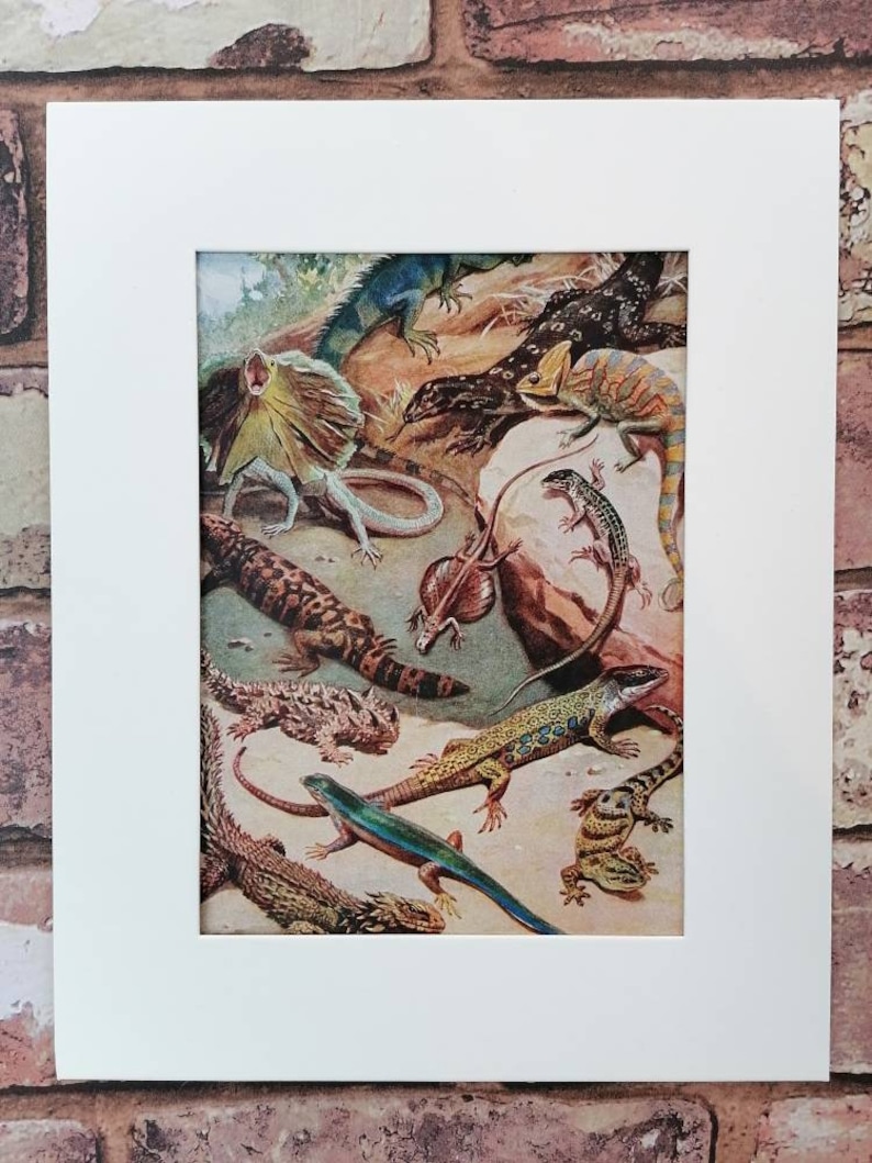 Vintage 1930s Lizards Book Print Picture , Exotic Reptiles Lovers Wall Art Gift , Iguanas , Flying Dragon , Chameleons , Lizard , Monitors image 9