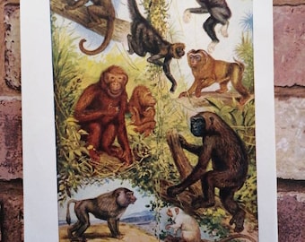 Antique 1920s Species of Monkeys Natural History Lithograph Print , Baboons Gibbons Orangutans Spider Monkey Marmoset Zoological art picture