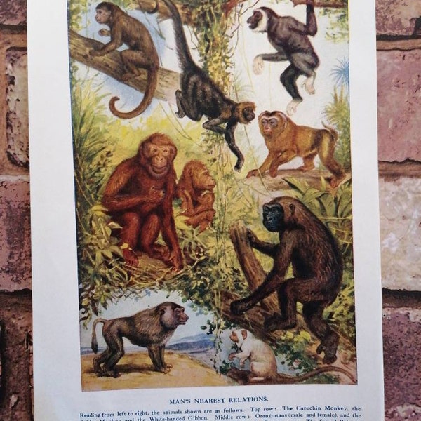 Antique 1920s Species of Monkeys Natural History Lithograph Print , Baboons Gibbons Orangutans Spider Monkey Marmoset Zoological art picture