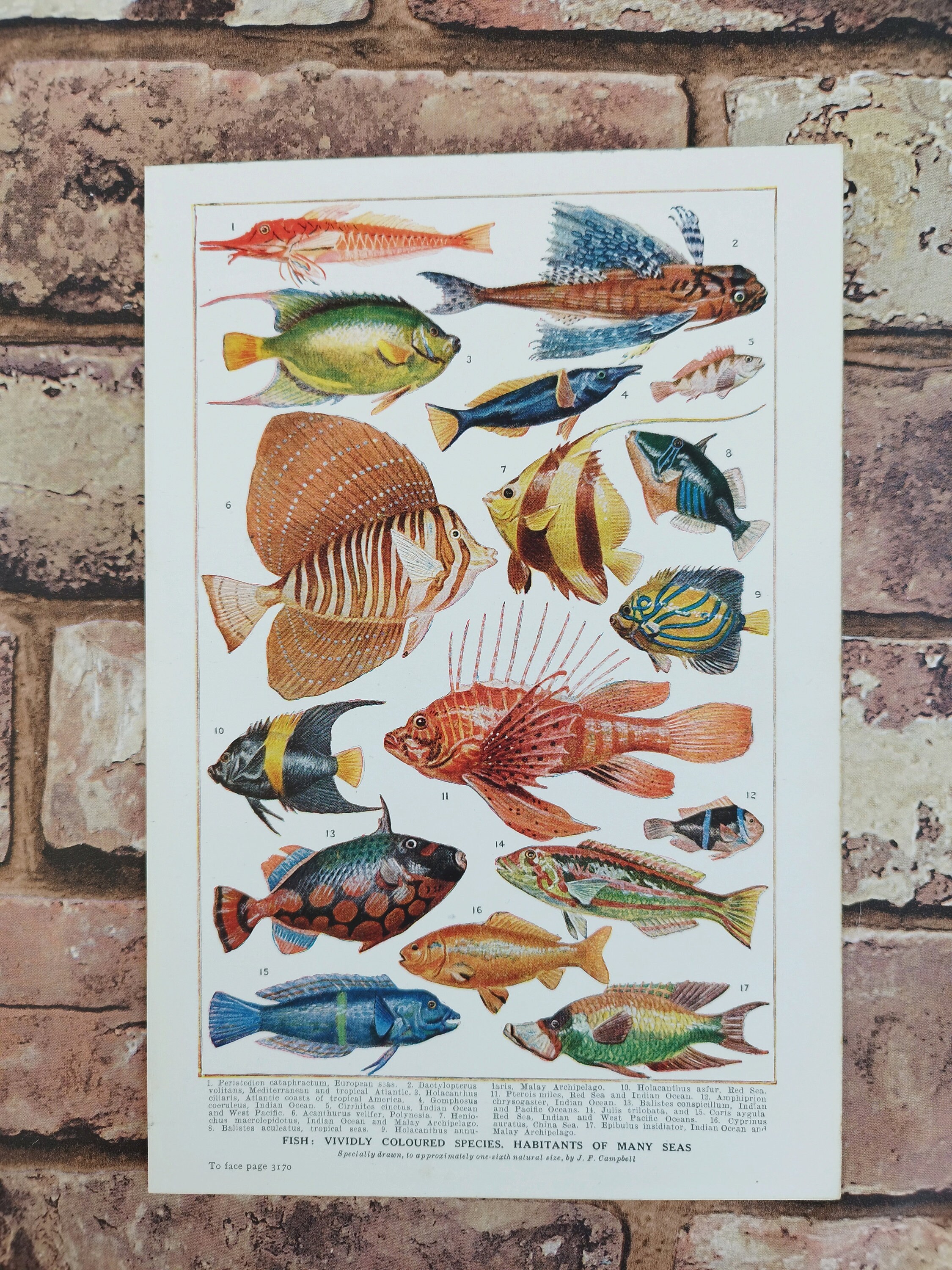 洋書 アンティーク HAWAIIAN FISHES ポストカード Original Antique 1920s Tropical Aquarium Fish Book Print