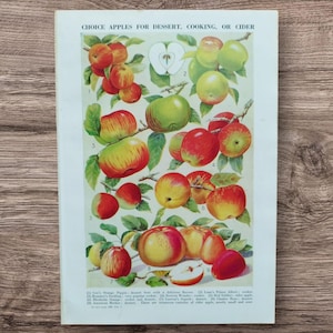 Stampa originale vintage anni '50 di varietà di frutta di mele, immagine di libro, decorazione da parete di mele rosse e verdi, da cucina e da sidro, regalo
