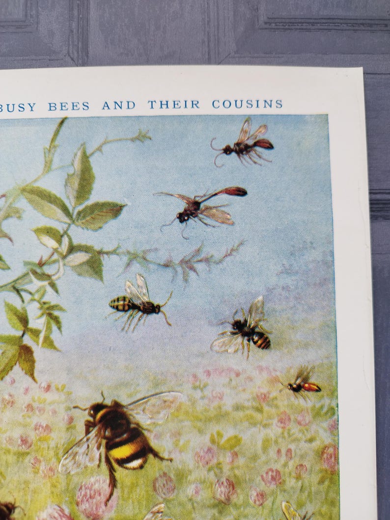 Vintage 1950s Bee Print Book Picture Lithograph : Honey Bees , Wasps ...
