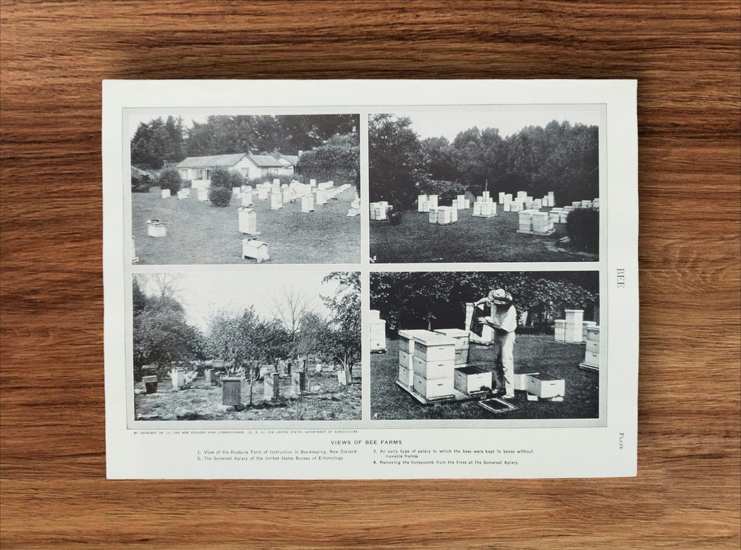 Genuine Vintage 1950s Bee Farms Beekeeping Book Print Picture ...