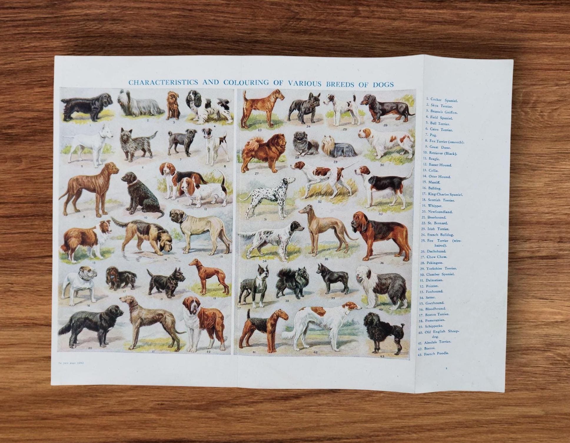 Types of Dogs Poster Ireland