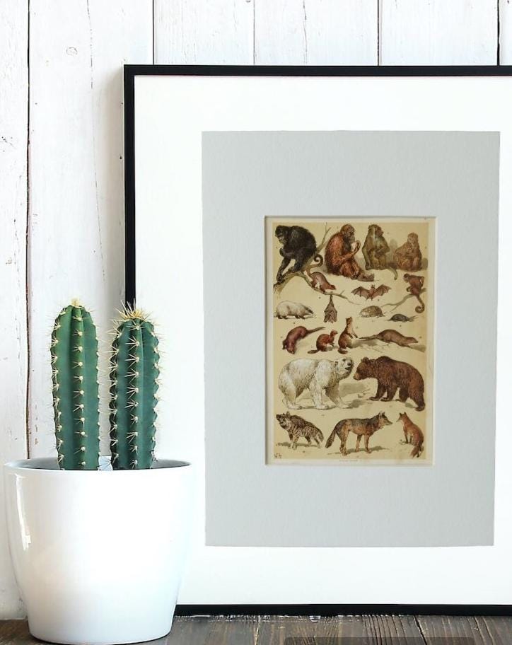 Pair of Antique 1906 Natural History Animals Mammals Book Print