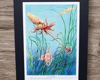 Original Vintage 1950er Jahre Tintenfisch Buch Bild Druck: Meerestiere Fische Weichtiere Lithographie, Küsten Wand Kunst Geschenk