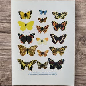 Stampa artistica originale vintage degli anni '30 con illustrazioni di bellissime farfalle britanniche, immagine di una rara farfalla in via di estinzione, regalo